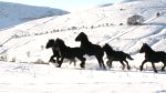 Endangered Species: Fell Pony Breeders